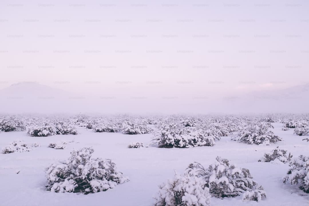 Snow in Texas? What International Students Need to Know