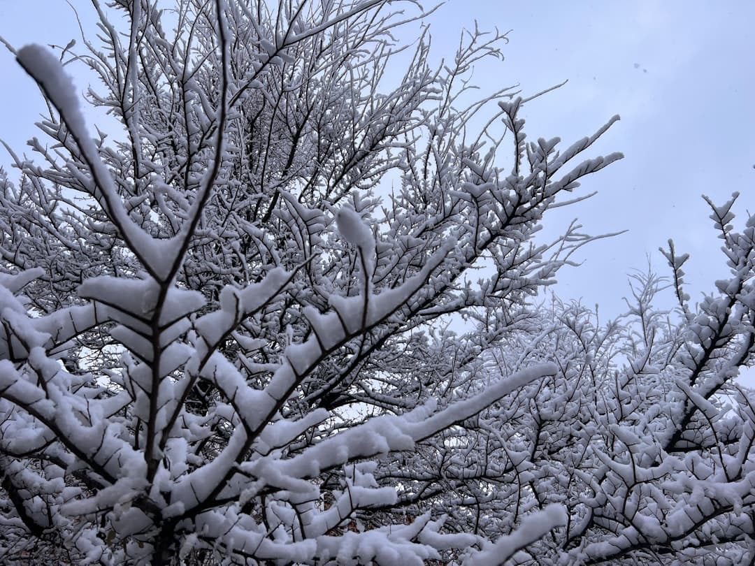 Texas Snow Shock: Weather Reality for International Students